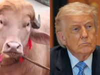 "Trump’s Animal Twin": Rare blond buffalo becomes an Eid-Adha star