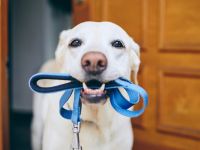 Dog waiting for a walk