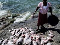 A woman cuts and clean Nile Perches to be cooked on October 5, 2018 on Migingo island which is densely populated by residents fishing mainly for Nile perch in Lake Victoria on the border of Uganda and Kenya. 
Yasuyoshi CHIBA / AFP