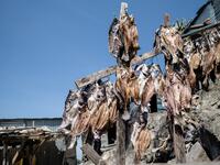 A picture taken on October 5, 2018, shows dried Nile Perches on Migingo island which is densely populated by residents fishing mainly for Nile perch in Lake Victoria on the border of Uganda and Kenya. 
Yasuyoshi CHIBA / AFP