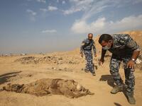 Members of the Iraqi forces check a body they pulled from a mass grave they discovered in the Hamam al-Alil area after they recaptured the area from Islamic State. (AHMAD AL-RUBAYE / AFP)