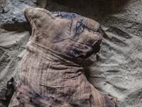 Mummified cats are seen during the demonstration of a new discovery made by an Egyptian archaeological mission. (KHALED DESOUKI / AFP)