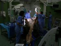 Vets treat a camel in the surgery room at the 40 million-Dirhams Dubai Camel Hospital in Dubai.The hospital can admit up to 20 camels. Camels are a part of Emirati culture and tradition.
PATRICK BAZ / Dubai Media Office / AFP-Services