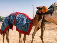 A participant in Dubai's camel festivals. There, camels race and win beauty contests (Twitter)