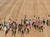 A participant in one of the Dubai camel festivals (Twitter)