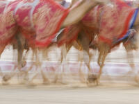 Dubai: Blurred motion of camels running during training at the Nad Al Sheba Camel Racetrack (Shutterstock/File Photo)