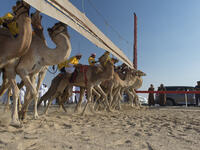 At the starting line: Camels with their Jockeys at the Al Dhafra Camel Festival in the United Arab Emirates (Shutterstock/File Photo)