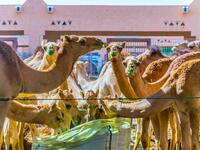 Animals in captivity in the camel market at Al Ain. Camels are mainly used for transportation and for racing (Shutterstock/File Photo)