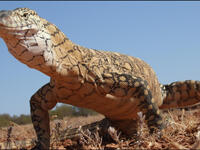 Lizard reptile Middle East desert