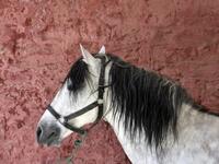 A horse waits for horseshoes to be installed at a horse breeding farm, one of the oldest and largest farm in Algeria, perched on the high plateaux in the country's Tiaret region, 300 Kilometres west of Algiers, on April 24, 2018. 
RYAD KRAMDI / AFP