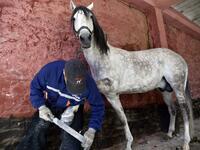 Algerian farrier Meddah Larbi installs a horseshoe onto a horse at a horse breeding farm, one of the oldest and largest farm in Algeria, perched on the high plateaux in the country's Tiaret region, 300 Kilometres west of Algiers, on April 24, 2018. 
RYAD KRAMDI / AFP