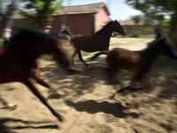 Horses run at a horse breeding farm, one of the oldest and largest farm in the Algeria, perched on the high plateaux in the country's Tiaret region, 300 Kilometres west of Algiers on April 24, 2018. 
RYAD KRAMDI / AFP