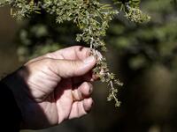 Nabil Nemer, a Lebanese entomologist and ecologist, holds up a burned reddish-brown cedar branch chewed-up by Cephalcia tannourinensis wood wasps, at the Cedars Reserve Forest of Tannourine.
JOSEPH EID / AFP