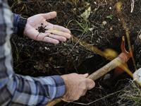 Nabil Nemer, a Lebanese entomologist and ecologist, holds in his palm Cephalcia tannourinensis wood wasps, which attack and chew on cedar spring buds leaving them a burned reddish-brown, at the Cedars Reserve Forest of Tannourine, in the Lebanon mountains. 
JOSEPH EID / AFP