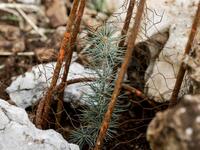 This picture shows a young cedar laid in a cage and surrounded by stones for protection from snow and animals, freshly planted during an initiative by Lebanese NGO Jouzour Loubnan ("Roots of Lebanon") 
JOSEPH EID / AFP
