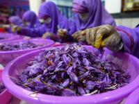 In this photograph, Afghan workers separate saffron threads from harvested flowers at a processing centre in Herat province. 
HOSHANG HASHIMI / AFP