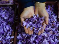 In this photograph, an Afghan worker poses at a processing centre, where saffron threads are separated from harvested flowers, in Herat province. 
HOSHANG HASHIMI / AFP