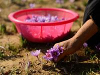 In this photograph, Afghan women harvest saffron flowers in a field on the outskirts of Herat province.
HOSHANG HASHIMI / AFP