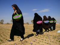 In this photograpy, Afghan workers carry harvested saffron flowers in a field on the outskirts of Herat province. 
HOSHANG HASHIMI / AFP