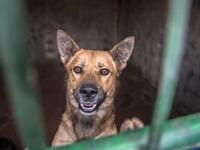 A dog stands up behind metal bars in an enclosure at the HOPE shelter for stray dogs in the village of Abusir
Khaled DESOUKI / AFP