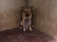 A stray dog sits in the corner of a cage at the HOPE shelter for stray dogs in the village of Abusir
Khaled DESOUKI / AFP
