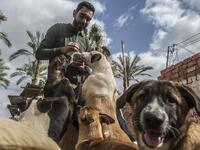 Ahmed el-Shorbagi, owner of the HOPE shelter for stray dogs, feeds dogs in the shelter's courtyard, in the village of Abusir
Khaled DESOUKI / AFP