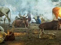 Children warm themselves beside a fire near a herd of cows at Dirkier cattle camp in Udier, South Sudan 
SIMON MAINA / AFP
