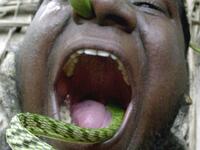 Indian man and Guinness World Record holder C. Manoharan popularly known as Snake Manu practices for a new record by putting a live snake up his nose and out through his mouth in Madras, September 2, 2004. (AFP/ File Photo)