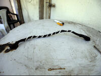 Traffickers lured vulnerable young women from Syria with the promise of well-paid jobs at Lebanese restaurants and hotels. But when the women crossed the border, they were locked up in two hotels north of Beirut and forced into prostitution. Many were tortured, all abused - until Lebanese security forces raided the hotels in late March. 
