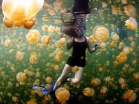 Swim With Millions Of Jellyfish in Palau: There’s a place on the island nation of Palau called Ongeim’l Tketau, or “Jellyfish Lake” where you can literally swim with millions of jellyfish. (nationalgeographic.com)