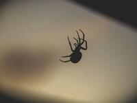 The Spider
