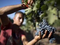 Unlike their Islamic brethren, Alawis are fine with wine. The consecrated drink is halal, considered the very essence of God (Ali), and drunk during Mass by men only. Grapevines are treated with great respect in their culture.
