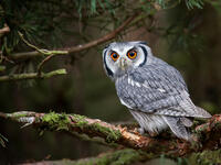 Owls are believed to be a bad omen and if it hoots, your misfortune is even greater. (Shutterstock/ File Photo)