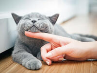 Holding cats or being near to them will make you infertile. (Shutterstock/ File Photo)