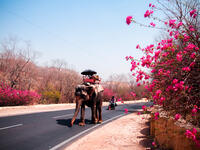 Way to Pink City (meetyouatthebridge.n)