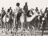 A camel caravan ambles through Dubai, ca. 1960s