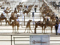 Each year, over 25,000 humped-divas stride across the Gulf to compete for a total of $10 million in prizes in the al-Dhafra festival in Abu Dhabi. The most coveted title is awarded to the owner of the finest 50-camel herd.