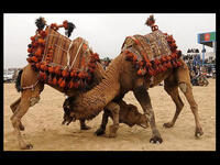 Yes, it’s real. In fact camel fighting is one of the highlights of Turkey’s sporting calendar. The event draws in thousands of tourists each year, although has angered animal rights’ groups. They may look docile, but they can be pretty aggressive when they want to be!