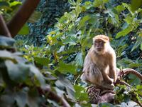 At first sight, a monkey from the Moroccan mountains does not seem to have much to do with the US invasion of Iraq. Yet, to prevent casualties of US combatants, the Moroccan government offered to send 2,000 monkeys, trained in detonating landmines, to Iraq.