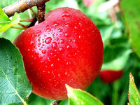 Tuffaaheh apple
