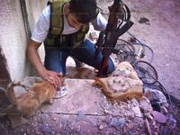 FSA gunman cat