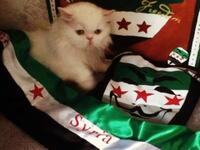 patriot syrian cat 