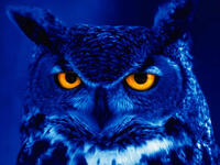 owls unlucky for arabs