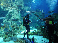 People in diving aquarium tank. (Shutterstock/ File Photo)