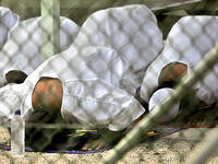 If you’re being held in prison, you still have to try your best to stick to Ramadan according to Muslim scholars. But outside the Middle East, Muslim prisoners have a hard time, with some US jails refusing to shift their meal times, and one case in which a British prison kind of missed the point when they offered ham sandwiches for iftar.