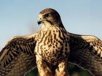 أسماء أخرى: هناك من أسماء أدوات التجسس الوارد ذكرها في التسريبات ما يحمل إشارة أوضح للعدوانية، مثل أسماء الطيور الجارحة، هناك أسماء النسر الأصلع، والعقاب المخادع، وطائر الباشق.
