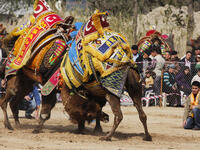 Traditional camel wrestling is very popular in Aegean Region of Turkey.
(Shutterstock/ File Photo)