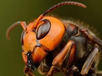 الدبور: لدى نمل النار لسعة قاتلة لبقية الحشرات إلا أن الدبابير تدخل بيوتها وتأكل اليرقات بسهولة، وبعد مراقبة تبين أن الدبابير تطلق رائحة كالنمل فلا تستطيع المدافعات عن العش تمييزه، ويدخل ويأكل ما يشاء من اليرقات ثم يخرج.
