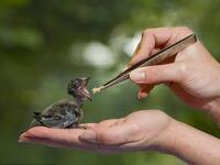 إطعام الطيور: يعتبر إطعامها في فينيسيا جريمة تعاقب عليها السلطات بغرامة مالية تصل إلى 700 دولار بناء على القانون الذي يحضر على السياح إطعام طيور المدينة.