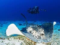 "كاربي فيتا إكسبلورر" يستكشف هذا اليخت أعماق جزر المالديف، التي عادة ما تتكاثر فيها أسماك شيطان البحر الغريبة، بالإضافة إلى رحلة عبر شواطئ كريستالية مثالية.
